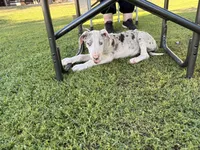 Violet, a female Great Dane for sale in Gilbert, AZ – Photo 3 of 9