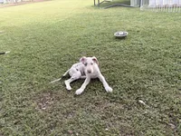 Violet, a female Great Dane for sale in Gilbert, AZ – Photo 6 of 9