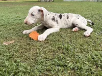 Violet, a female Great Dane for sale in Gilbert, AZ – Photo 7 of 9