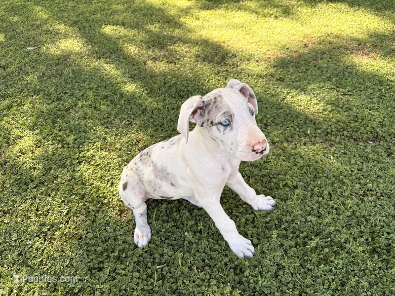 Violet – Great Dane puppy for sale in Gilbert, AZ