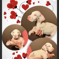 Casper, a male Great Dane for sale in Gilbert, AZ – Photo 8 of 8