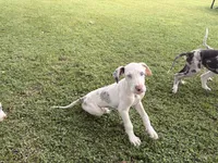 Casper, a male Great Dane for sale in Gilbert, AZ – Photo 3 of 8