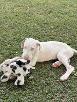 Casper, a male Great Dane for sale in Gilbert, AZ – Photo 4 of 8