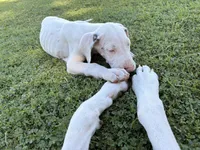 Casper, a male Great Dane for sale in Gilbert, AZ – Photo 6 of 8