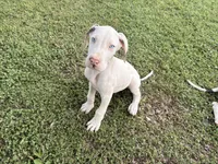 Casper, a male Great Dane for sale in Gilbert, AZ – Photo 7 of 8