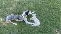 Casper, a male Great Dane for sale in Gilbert, AZ – Photo 5 of 8