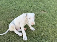 Casper, a male Great Dane for sale in Gilbert, AZ – Photo 2 of 8