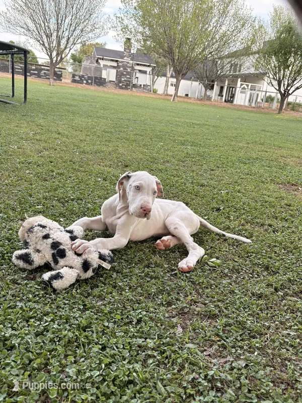 Casper – Great Dane puppy for sale in Gilbert, AZ
