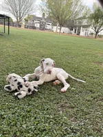 Casper, a male Great Dane for sale in Gilbert, AZ – Photo 1 of 8
