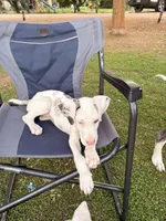 Rollie, a female Great Dane for sale in Gilbert, AZ – Photo 5 of 6