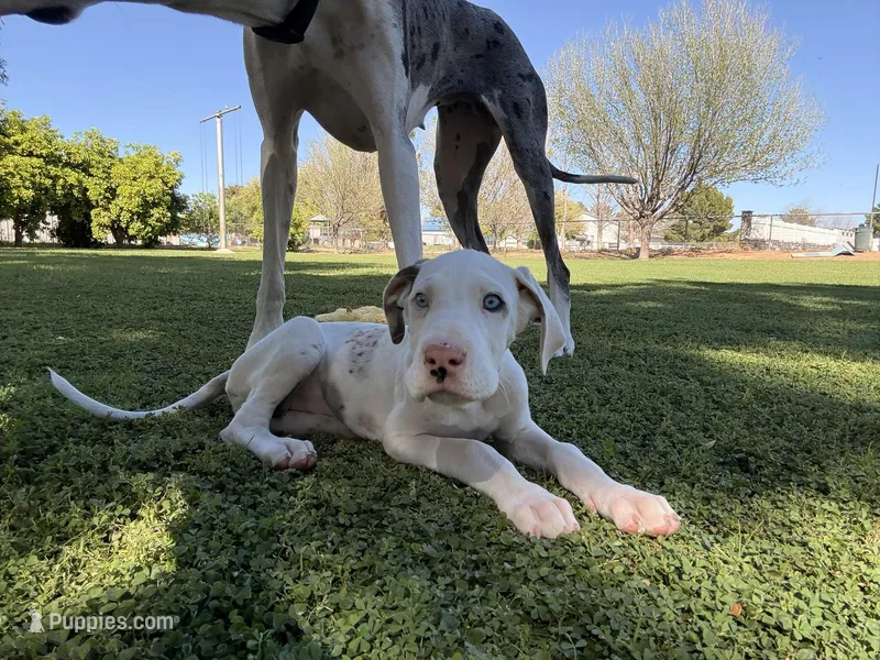 Rollie – Great Dane puppy for sale in Gilbert, AZ