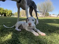 Rollie, a female Great Dane for sale in Gilbert, AZ – Photo 3 of 6