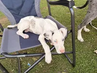 Rollie, a female Great Dane for sale in Gilbert, AZ – Photo 2 of 6