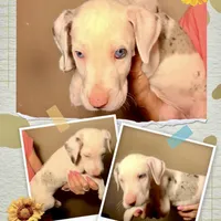 Rollie, a female Great Dane for sale in Gilbert, AZ – Photo 6 of 6