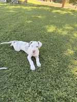 Rollie, a female Great Dane for sale in Gilbert, AZ – Photo 4 of 6