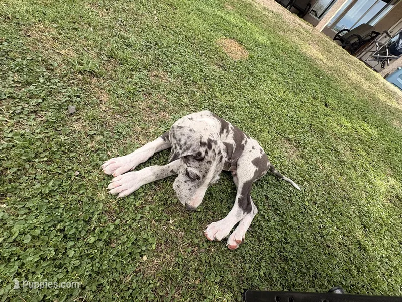 TJ – Great Dane puppy for sale in Gilbert, AZ