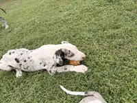 Sweetie, a female Great Dane for sale in Gilbert, AZ – Photo 3 of 4