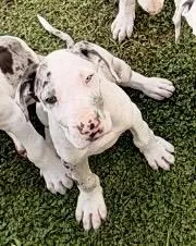 Sweetie – Great Dane puppy for sale in Gilbert, AZ