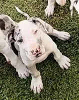 Sweetie, a female Great Dane for sale in Gilbert, AZ – Photo 1 of 4