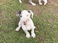 Sweetie, a female Great Dane for sale in Gilbert, AZ – Photo 2 of 4
