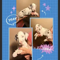 Sweetie, a female Great Dane for sale in Gilbert, AZ – Photo 4 of 4