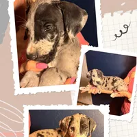 Otis, a male Great Dane for sale in Gilbert, AZ – Photo 7 of 7