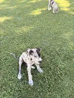 Otis, a male Great Dane for sale in Gilbert, AZ – Photo 3 of 7