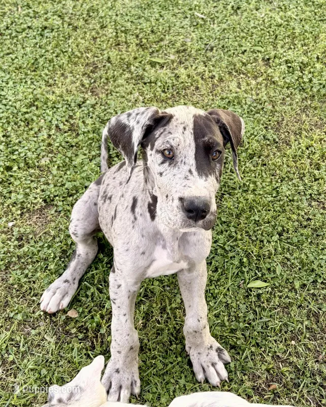 Otis – Great Dane puppy for sale in Gilbert, AZ