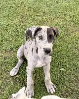 Otis, a male Great Dane for sale in Gilbert, AZ – Photo 1 of 7
