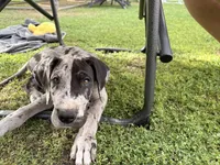 Otis, a male Great Dane for sale in Gilbert, AZ – Photo 5 of 7