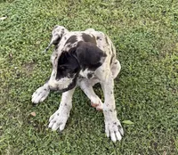 Otis, a male Great Dane for sale in Gilbert, AZ – Photo 2 of 7