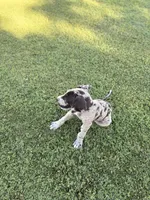 Otis, a male Great Dane for sale in Gilbert, AZ – Photo 6 of 7