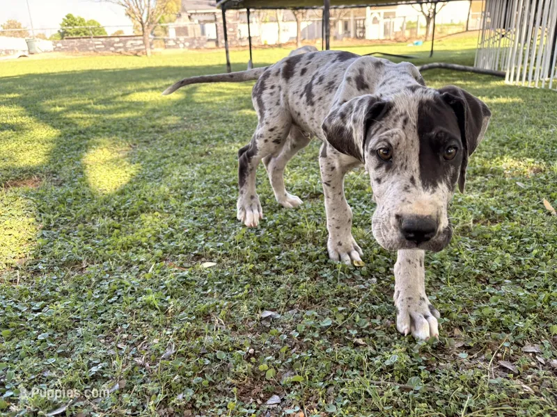 Otis – Great Dane puppy for sale in Gilbert, AZ