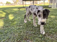 Otis, a male Great Dane for sale in Gilbert, AZ – Photo 4 of 7