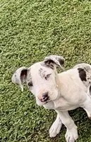 Chunk, a male Great Dane for sale in Gilbert, AZ – Photo 2 of 8