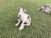 Chunk, a male Great Dane for sale in Gilbert, AZ – Photo 3 of 8