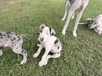 Chunk, a male Great Dane for sale in Gilbert, AZ – Photo 5 of 8