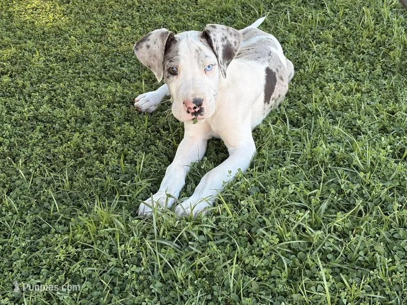 Chunk – Great Dane puppy for sale in Gilbert, AZ
