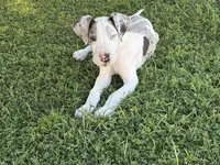 Chunk, a male Great Dane for sale in Gilbert, AZ – Photo 1 of 8