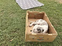 Chunk, a male Great Dane for sale in Gilbert, AZ – Photo 7 of 8