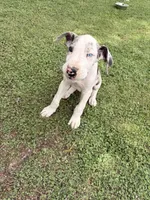 Chunk, a male Great Dane for sale in Gilbert, AZ – Photo 4 of 8