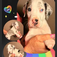Chunk, a male Great Dane for sale in Gilbert, AZ – Photo 8 of 8