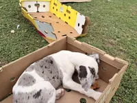 Chunk, a male Great Dane for sale in Gilbert, AZ – Photo 6 of 8