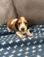 Glory , a female Dachshund for sale in Miami, FL – 4 of 4