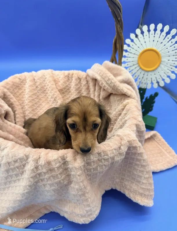 Reina  – Dachshund puppy for sale in Miami, FL