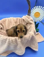 Reina , a female Dachshund for sale in Miami, FL – 1 of 2