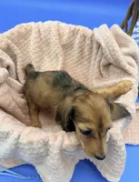 Reina , a female Dachshund for sale in Miami, FL – 2 of 2