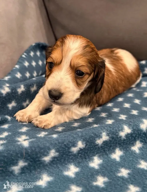 Glory  – Dachshund puppy for sale in Miami, FL