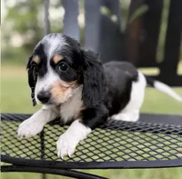 Betsy , a female Dachshund for sale in Miami, FL – 3 of 4