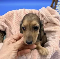 Rich , a male Dachshund for sale in Miami, FL – 1 of 2